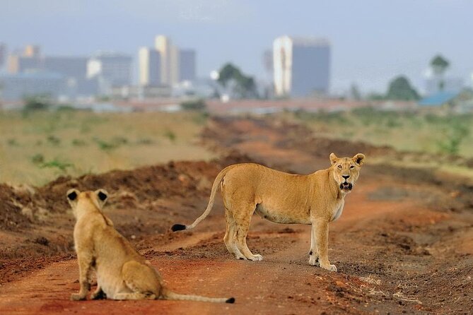 Day Tour to Nairobi National Park and Giraffe Center - Pickup Information