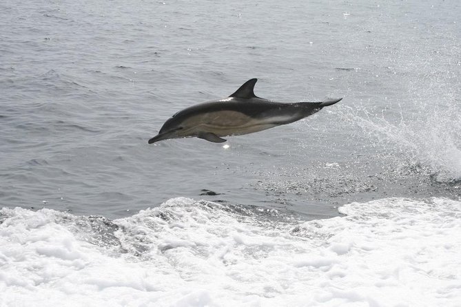 Dingle Boat Tours Wildlife RIB Adventure - Cancellation Policy