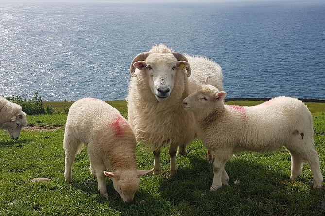 Dingle Peninsula and Slea Head Drive Group Tour - Transportation and Accessibility