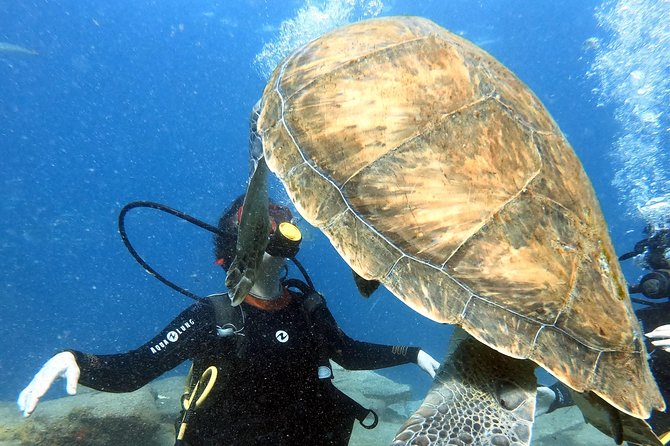 Discover Scuba Diving Experience in Turtle Habitat - Restrictions and Considerations