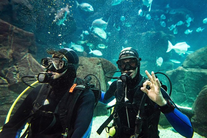 Diving in the Madeira Aquarium - Additional Information