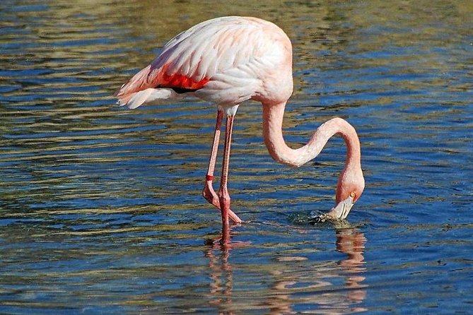 Djerba Flamingo Island Pirate Ship Full-Day Trip - Booking and Accessibility