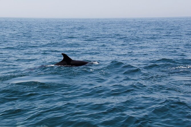 Dolphin and Whale Watching in Lagos - Lagos Dolphin and Whale Watching Cruise