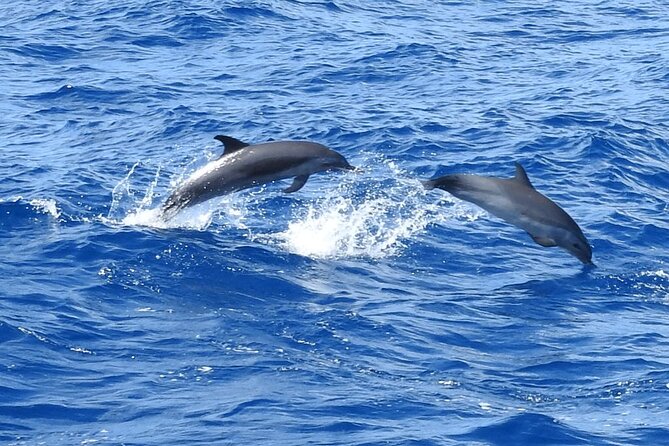 Dolphins, Coral Reefs, Caribbean Coast - Meeting and Pickup Logistics