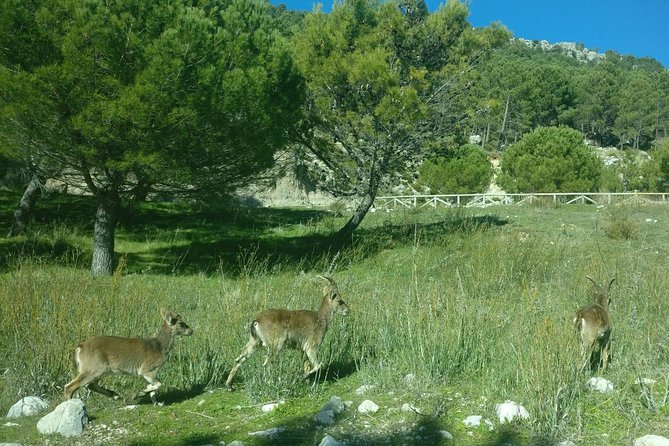 Doñana National Park and El Rocío: Guided Tour From Seville - Wildlife Viewing