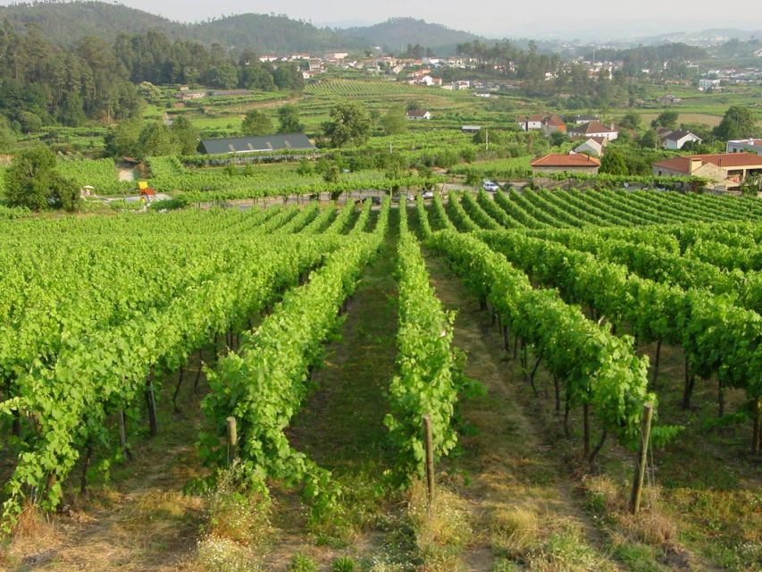 Douro & Vinho Verde Private Tour - Vinho Verde Wine Tasting