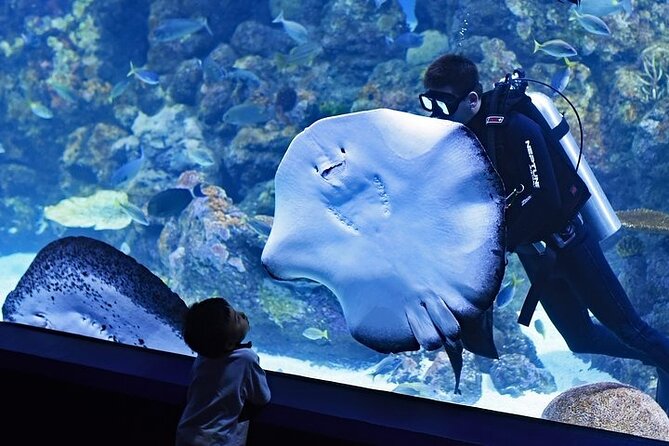 Dubai Aquarium With Optional Glass Bottom Boat Tour & Transfers - Accessibility and Transportation