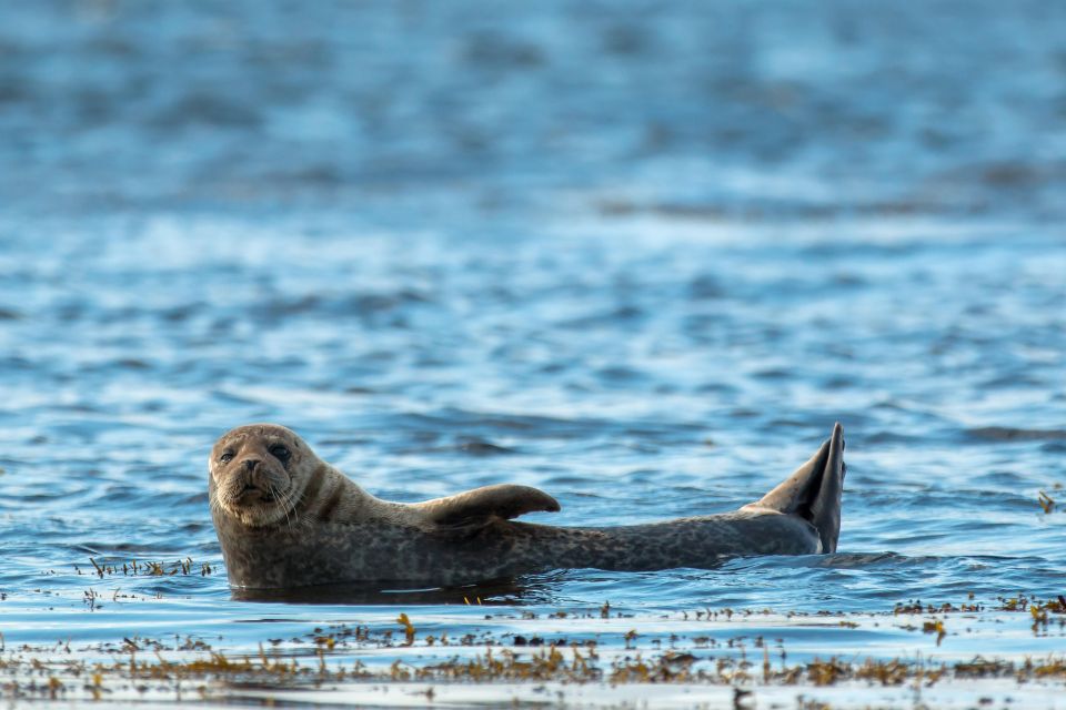 Dublin: Howth Coastal Boat Tour With Irelands Eye Ferries - Tour Features