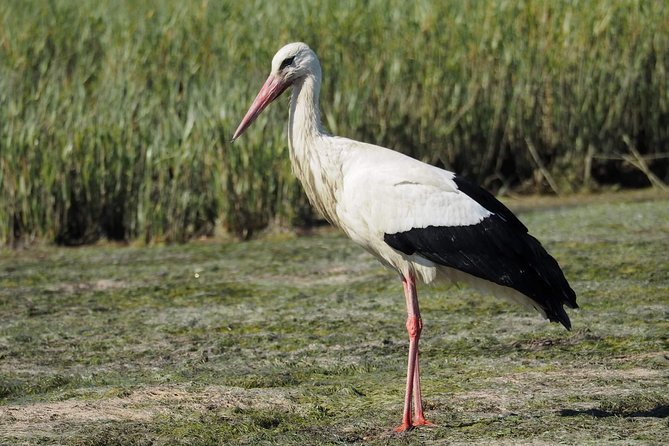 Eco Boat Tour in the Ria Formosa Lagoon From Faro - Inclusions and Duration of the Tour