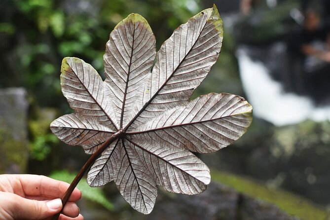 El Yunque Rainforest and Zipline Canopy Combo Tour - Accessibility