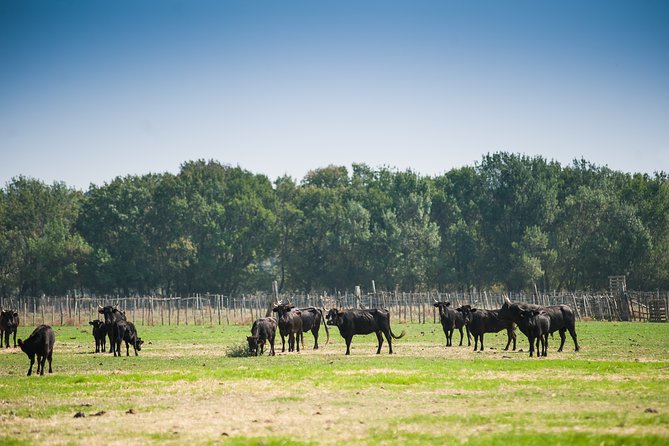 Electric Bike Excursion in Camargue - Effortless Electric Bike Exploration