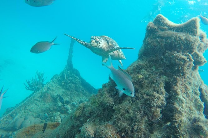 Elegance Catamaran Cruises Sailing Lunch Snorkel and Swim Excursion - Snorkeling and Swimming