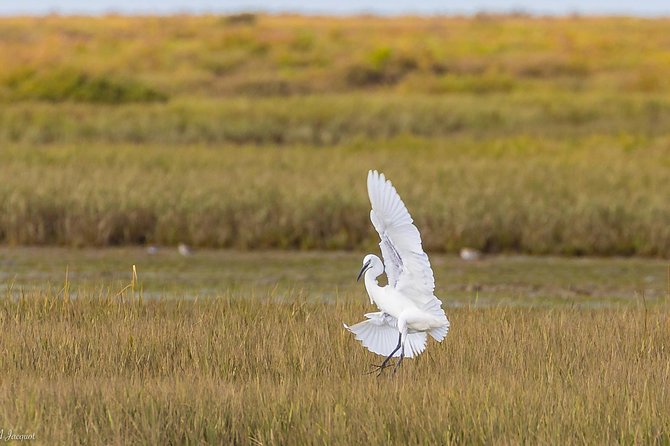 Faro - Ria Formosa Tour With Visit to 2 Islands (Deserta, Farol) 3.5 Hours - Tour Highlights