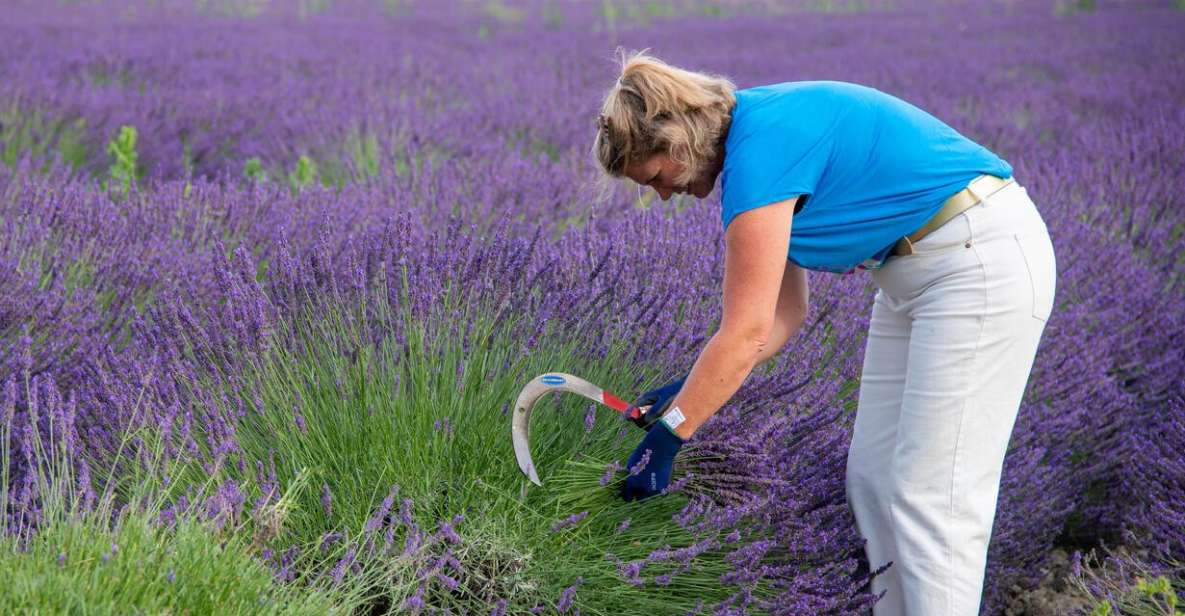 Flowers Picking and Essential Oil Distillation Workshop - Highlights