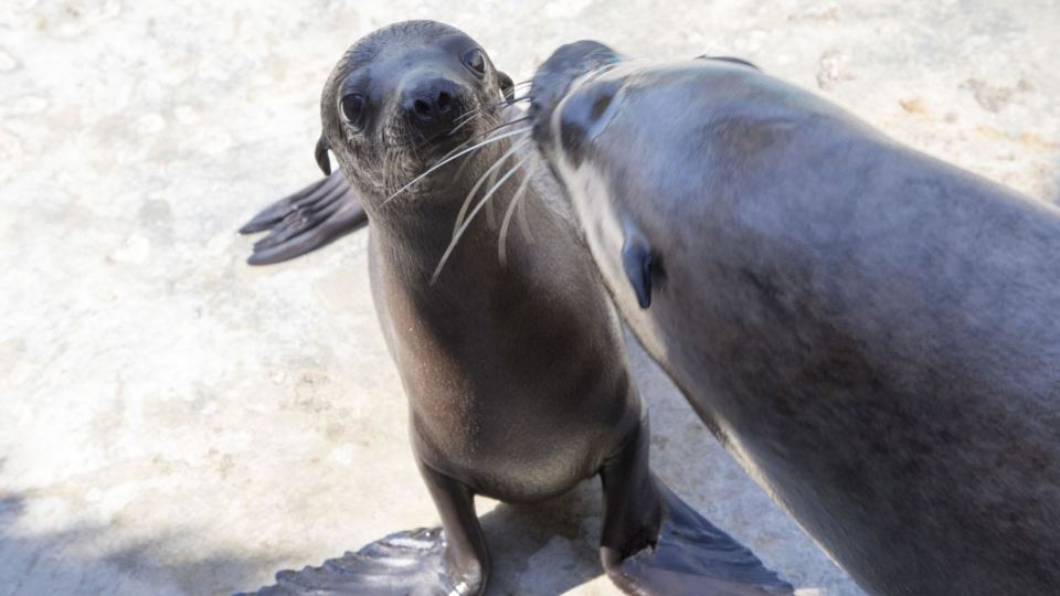 French Riviera: Marineland Entrance Ticket - Dolphin and Sea Lion Performances