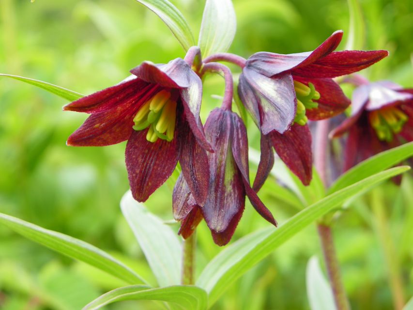 From Anchorage: Chugach State Park Walk With Naturalist - Easy Hike for All