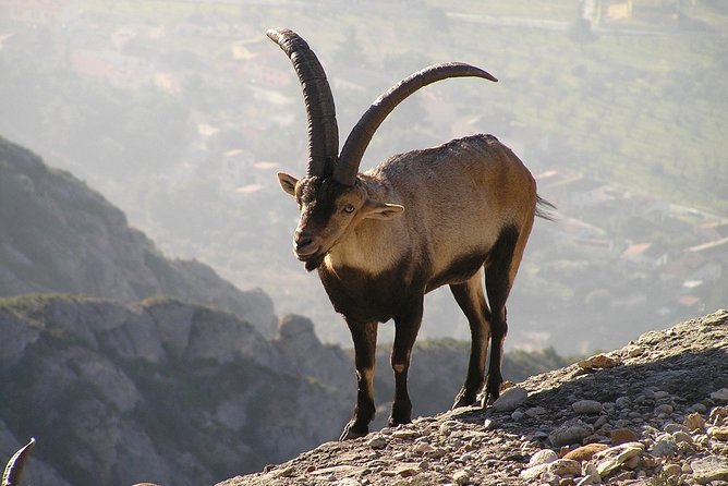 From Barcelona: Montserrat Monastery & Scenic Mountain Hike - Meeting and Pickup