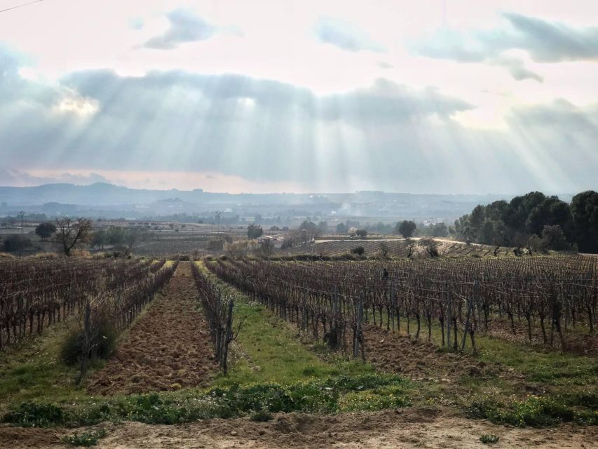 From Barcelona: Penedès Wine & Cava Tastings With Lunch - Inclusions and Amenities