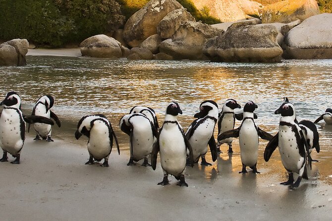 From Cape Town: Table Mountain, Cape of Good Hope & Penguins Including Park Fees - Transportation and Accessibility