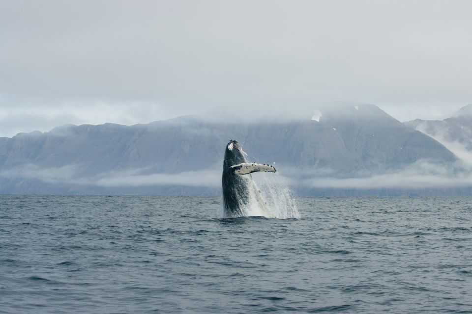 From Dalvik: Arctic Whale Watching in Northern Iceland - Chance to See Magnificent Whales