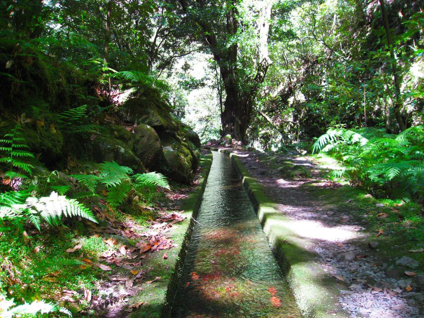 From Funchal: São Jorge Valleys Levada Walk - Rainforest Exploration