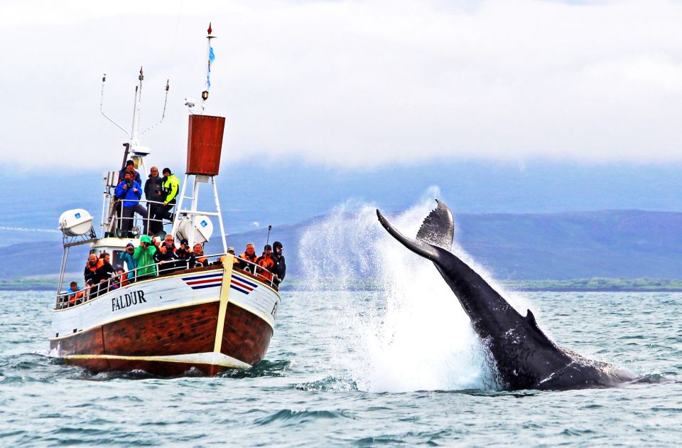 From Húsavík: Traditional Whale Watching Tour - Meeting Point