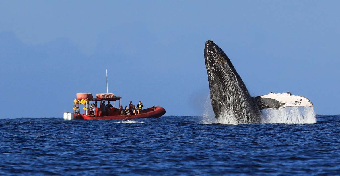 From Kihei: Guided Humpback Whale Migration Cruise - Tour Inclusions and Restrictions