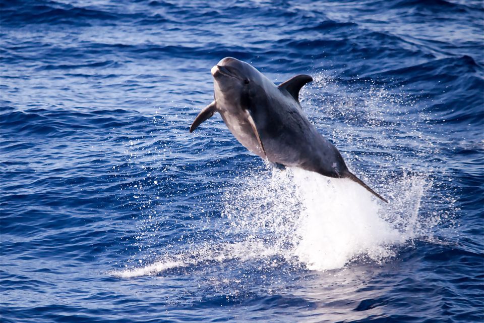 From Maalaea Harbor: Lanai Snorkel and Dolphin Adventure - Meeting Point and Parking