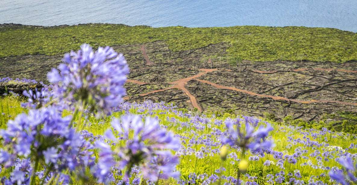 From Madalena: Pico Volcanoes and Lakes Guided Day Tour - Languages Offered