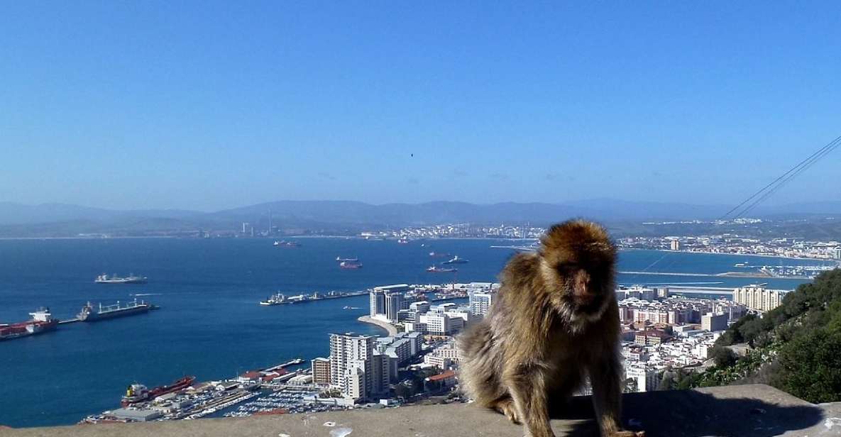 From Malaga: Private Gibraltar Highlights Day Trip - Encounter With Barbary Apes