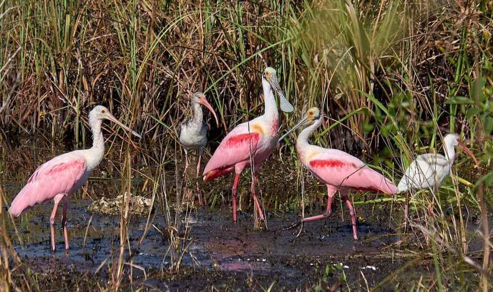 From Naples: 10,000 Islands Boat Trip and Everglades Walk - Guided Nature Walk Experience