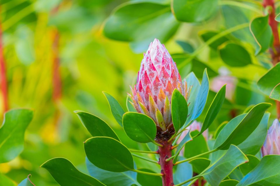 From Oahu: Maui Haleakala and Iao Valley Tour - Haleakala National Park