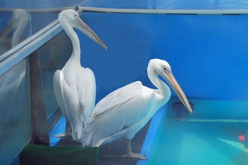 From Orlando: Clearwater Beach and Marine Aquarium Admission - Pricing and Inclusions