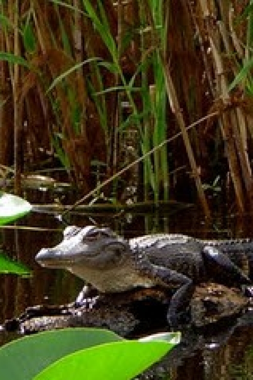 From Orlando: Kayaking the Econlockhatchee River With Lunch - Meeting and Directions