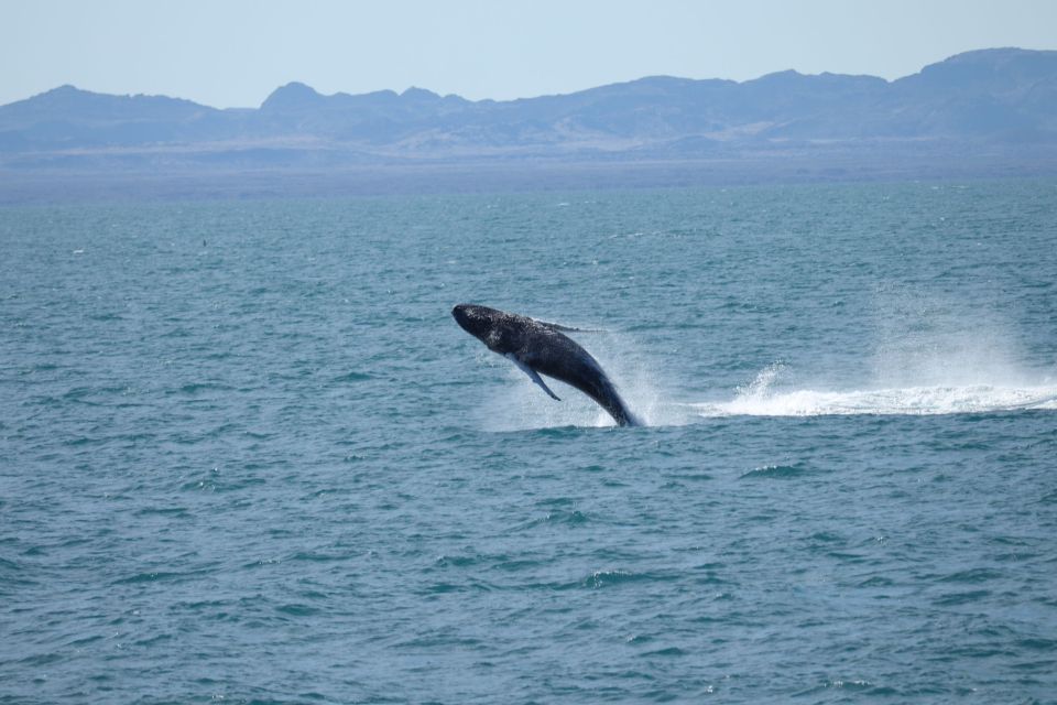 From Reykjavik: Whale Watching Tour - Inclusions