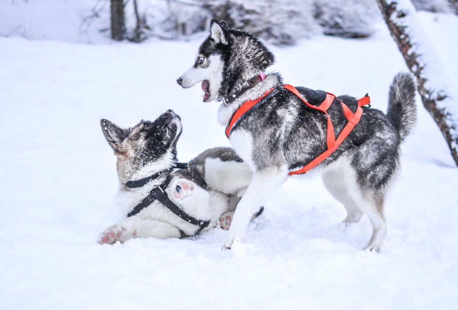 From Rovaniemi: Self-Driven 10km Husky Sled Ride - Highlights