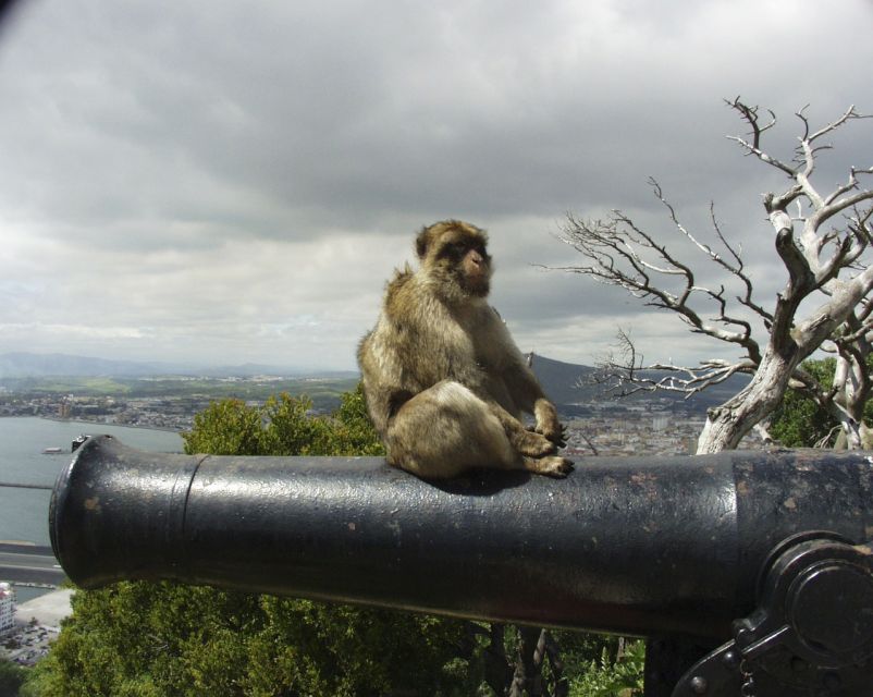 From Seville: Private Tour of Gibraltar - History and Struggle of Gibraltar