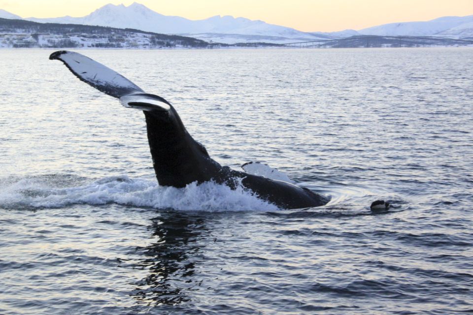 From Tromsø: All-Inclusive Whale and Sea Bird Boat Cruise - Wildlife Sightings