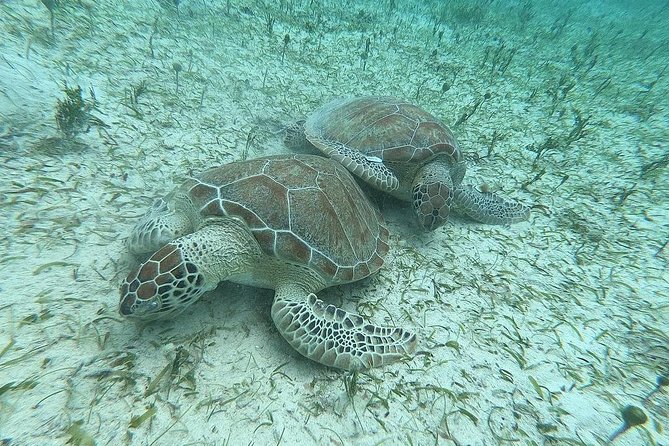 Full-Day Culebra and Flamenco Beach Snorkel Tour From San Juan - Minimum Participants Requirement