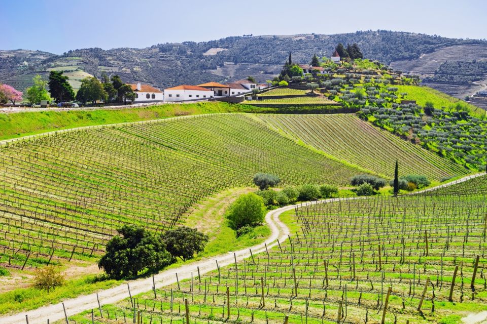 Full-Day Douro Valley Wine Tasting & Lunch & Boat Tour - Tour Itinerary