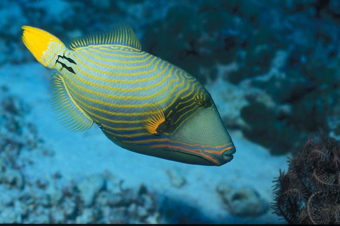 Full Day Group Tour to Mnemba Island for Snorkeling Activities - Meeting Point