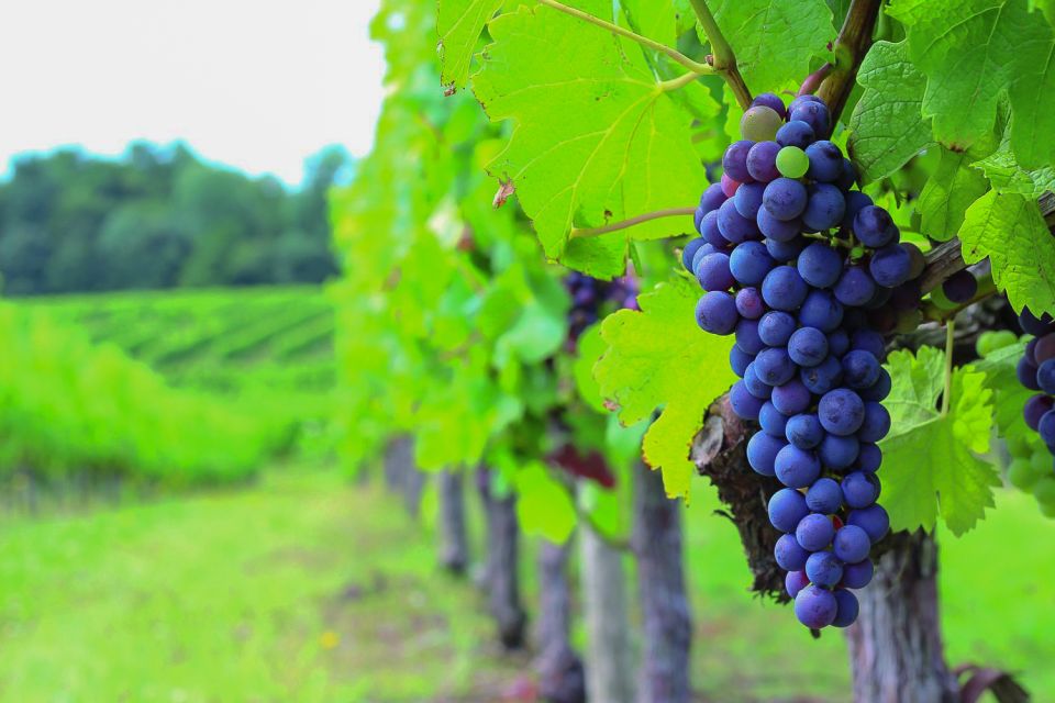 Full-Day Medoc Wine Tour - Exploring Chateau Roads Famous Chateaux