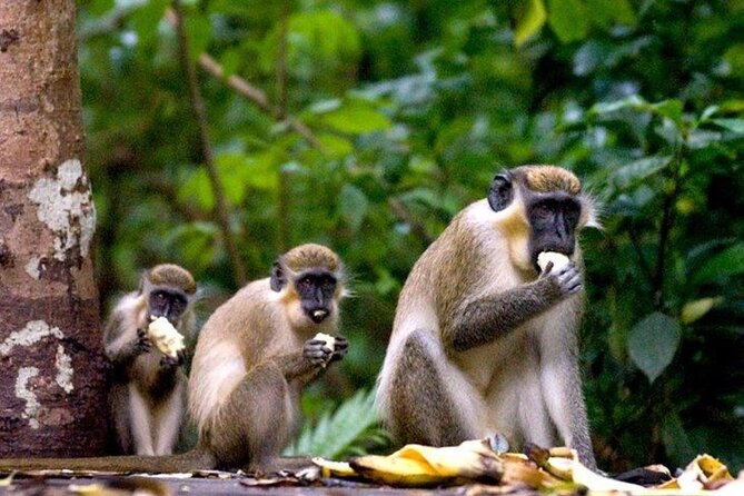 Full-Day Natural Heritage Tour in Barbados With Lunch - Transportation and Pickup