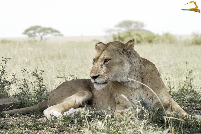 Full-Day Private Serengeti Safari From Mwanza - Tips and Gratuities for Guides