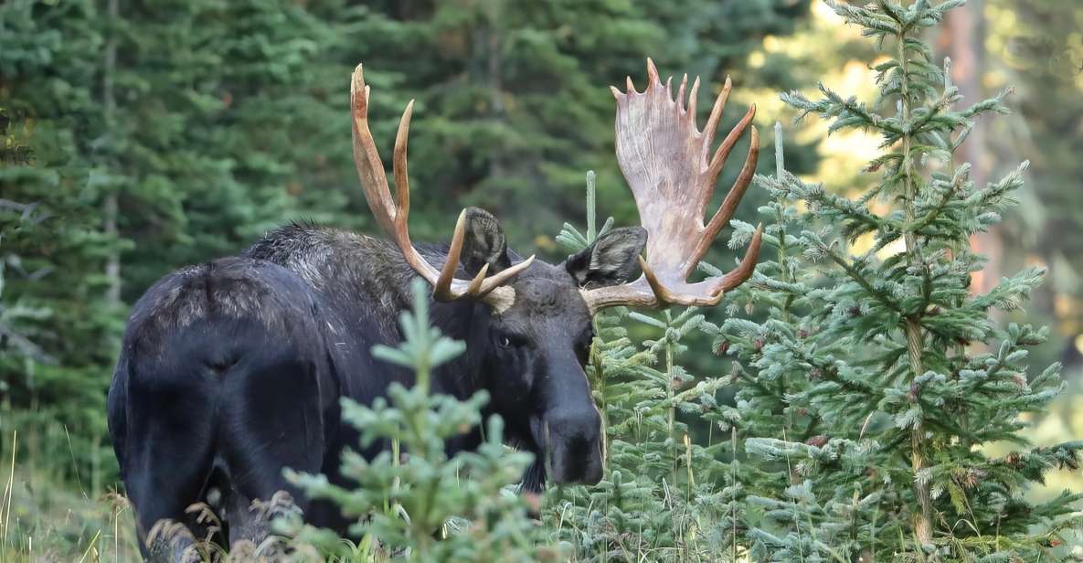 Full-Day RMNP Over the Top Tour - RMNPhotographer - Highlights