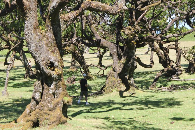 Full-Day Small Group Jeep Safari Tour From Funchal - Important Considerations