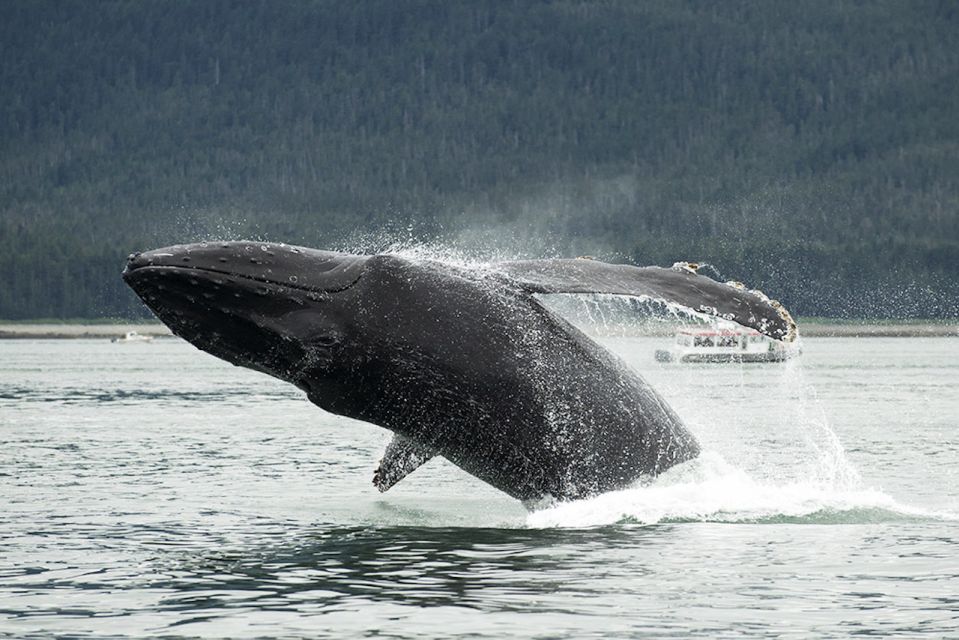 Glacier Bay: Glacier and Wildlife Catamaran Tour - Witness Glaciers and Mountains