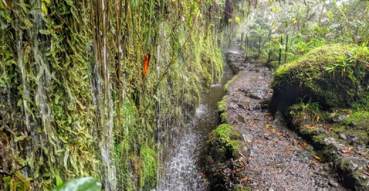 Green Cauldron Levada: Roundtrip Transfer & Hike - Hiking Experience