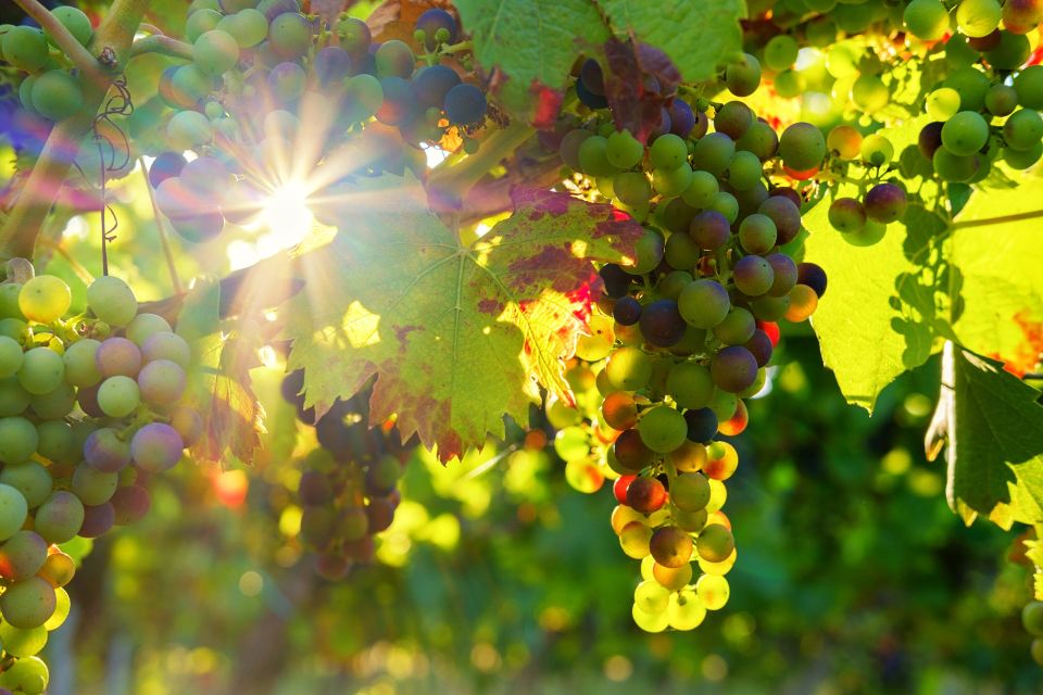 Green Wine Full-Day Premium Wine Tour - Key Information