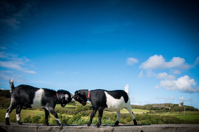 Guided Doolin Cave Tour: Experience Europes Largest Stalactite - Navigating the Cave